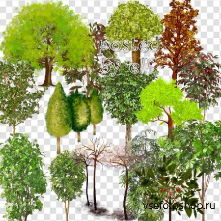 Клипарт - Разные деревья на прозрачном фоне