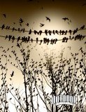  Rons Daviney Birds -   