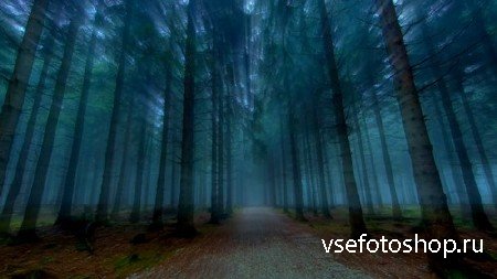 Футаж - Лучи света в лесу