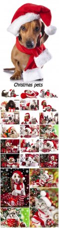 Christmas pets
