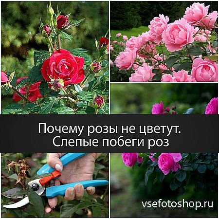 Почему розы не цветут. Слепые побеги роз (2016) WEBRip