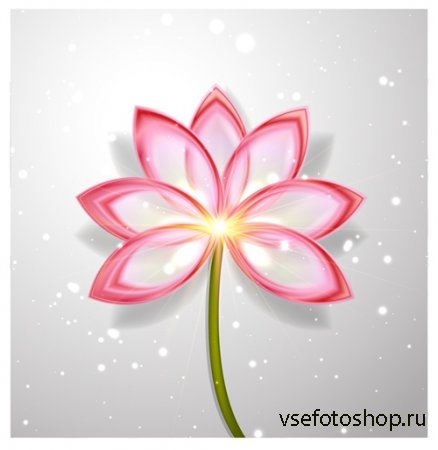     | Lotus Flower Abstract