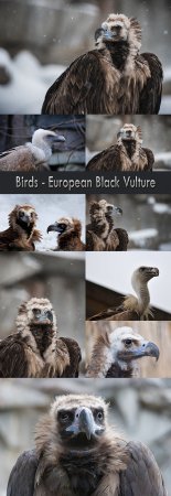 Birds - European Black Vulture
