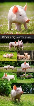 Domestic pig in green grass