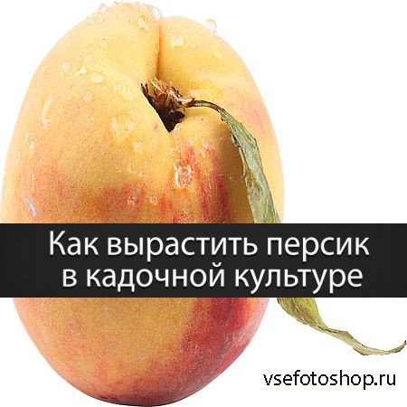 Как вырастить персик в кадочной культуре (2016) WEBRip