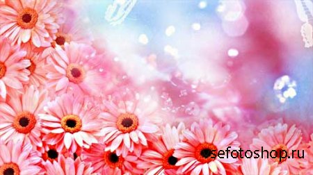 Футаж фона - Красивые цветы,красивое видео