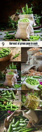 Harvest of green peas in sack