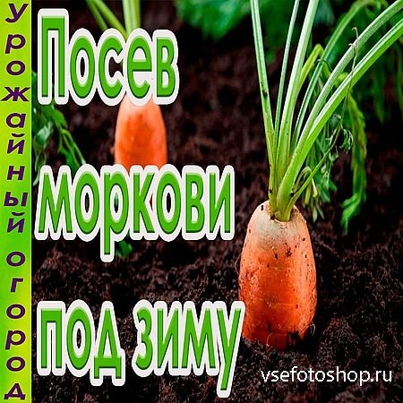 Как можно вырастить витаминную зелень моркови на подоконнике зимой (2016) W ...