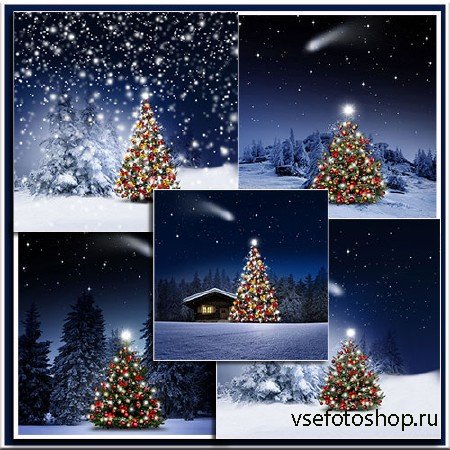      - Christmas fir tree in the night forest