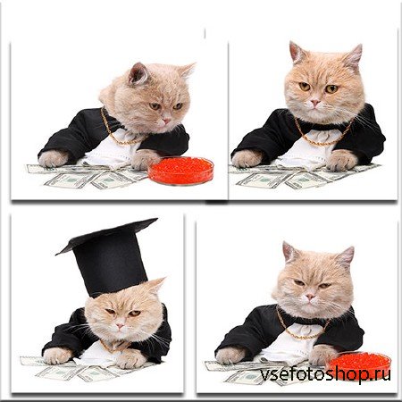   / Cat businessman