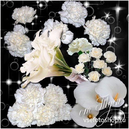  -   / Clipart - White flowers