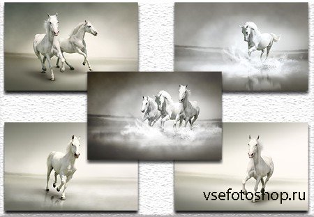 Beautiful white horse /   