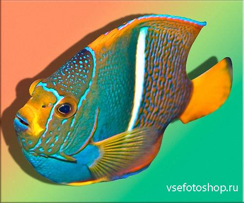 Png для фотошопа на прозрачном фоне -  Дикоративные рыбки