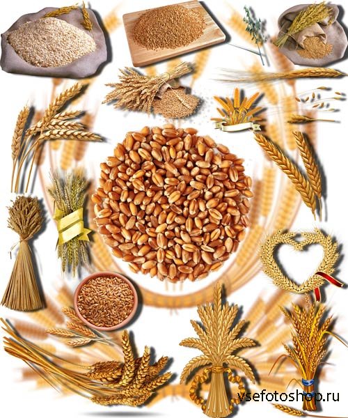 Клип-арты для фотошопа - Золотая пшеница