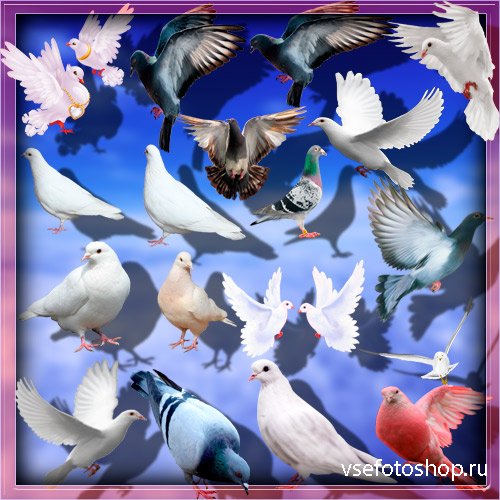 Клиапрты на прозрачном фоне - Дикие и домашние голуби
