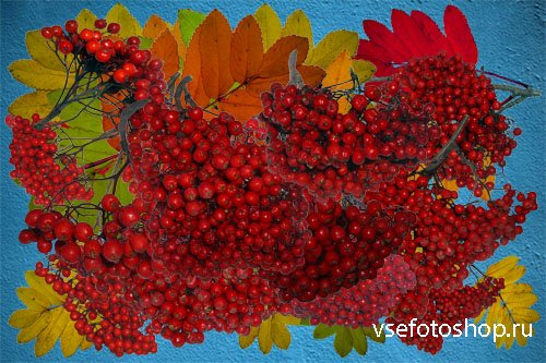 Клипарт Осенние листья и плоды рябины