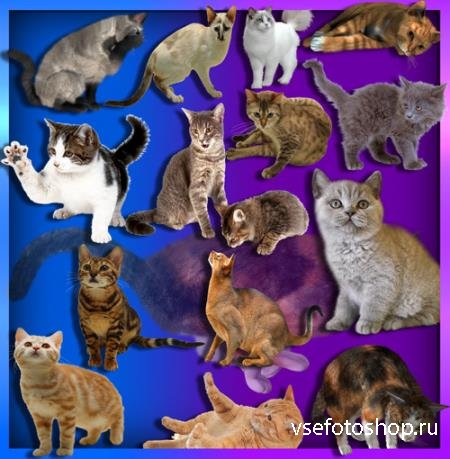 Png клипарты для фоторамки - Коты и кошки